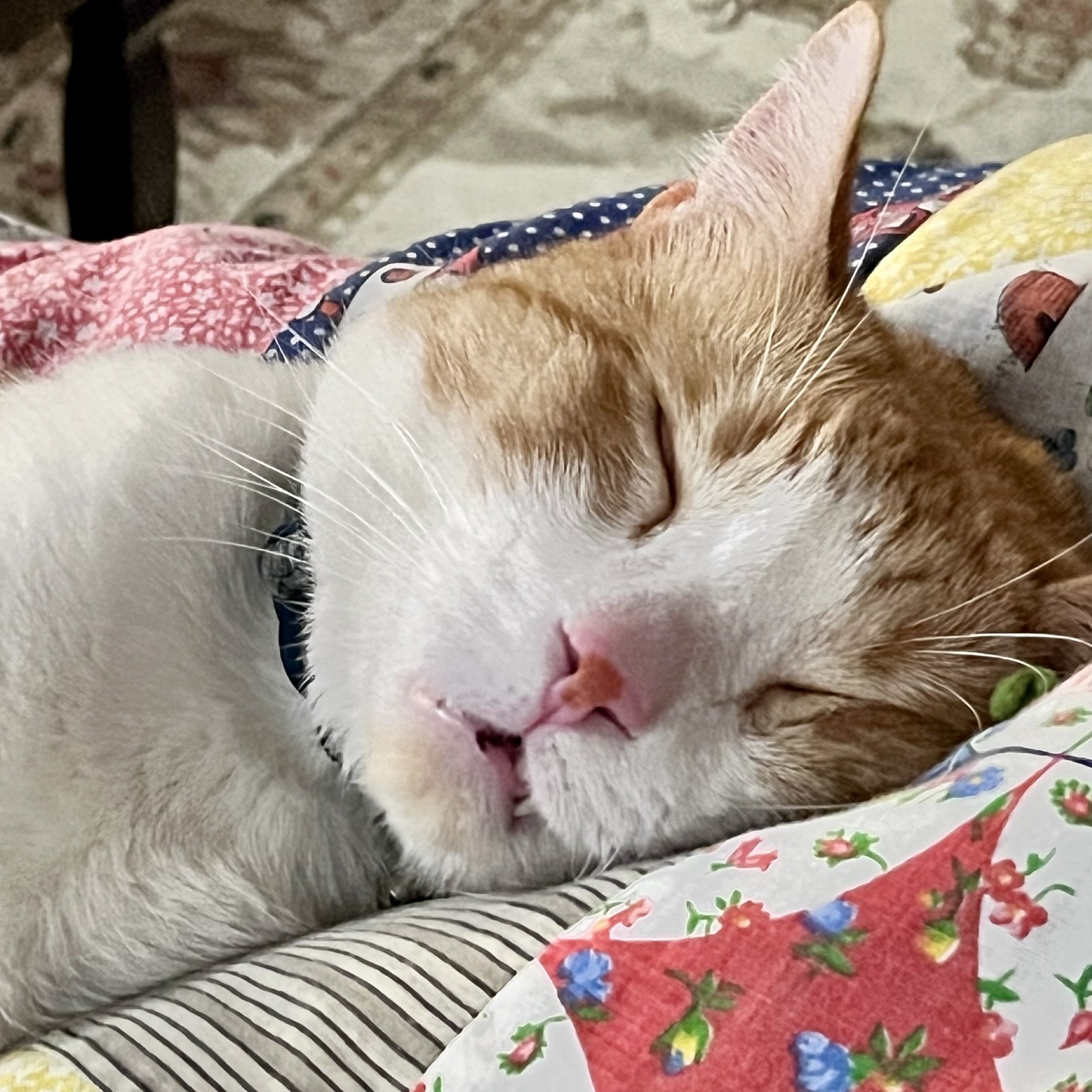 A photograph of Steven, my cat, sleeping soundly on a handmade blanket.